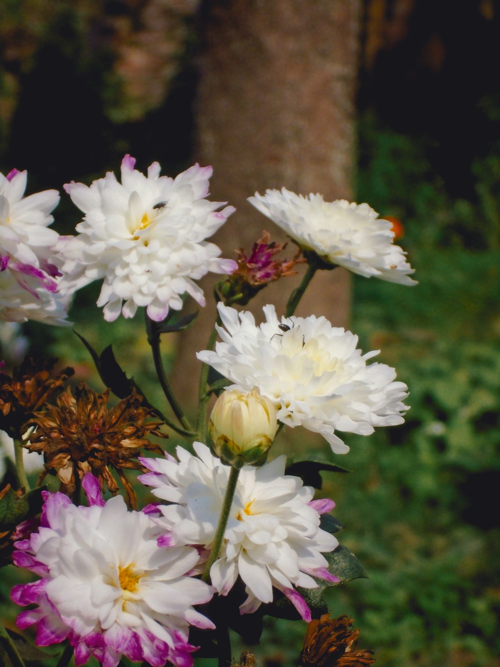 a bunch of white and purple flowers in a garden