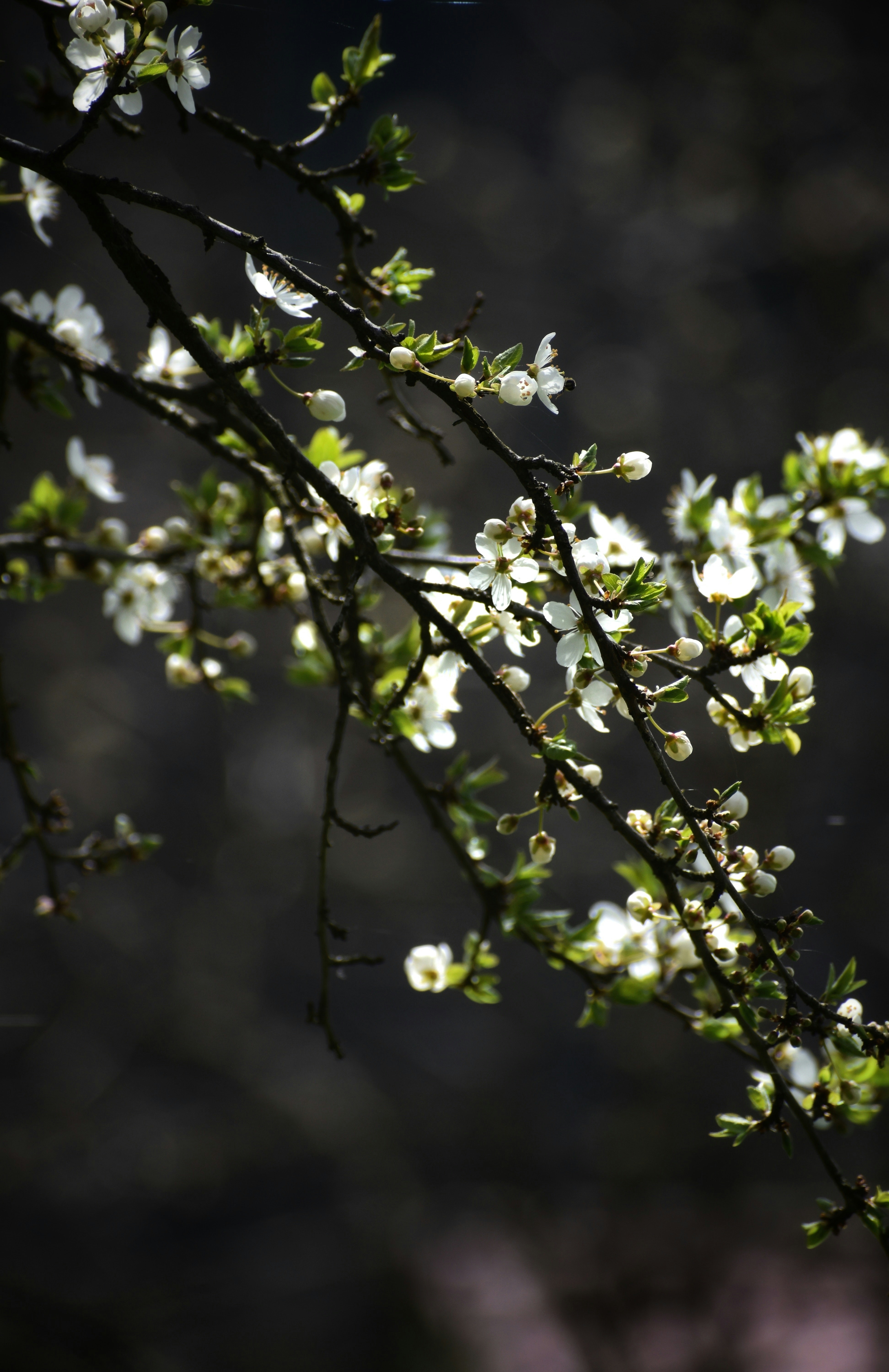 Photo by razvan_trif
