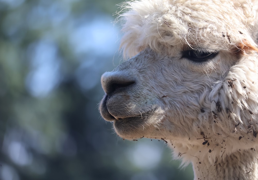 um close up de uma alpaca branca com um fundo desfocado