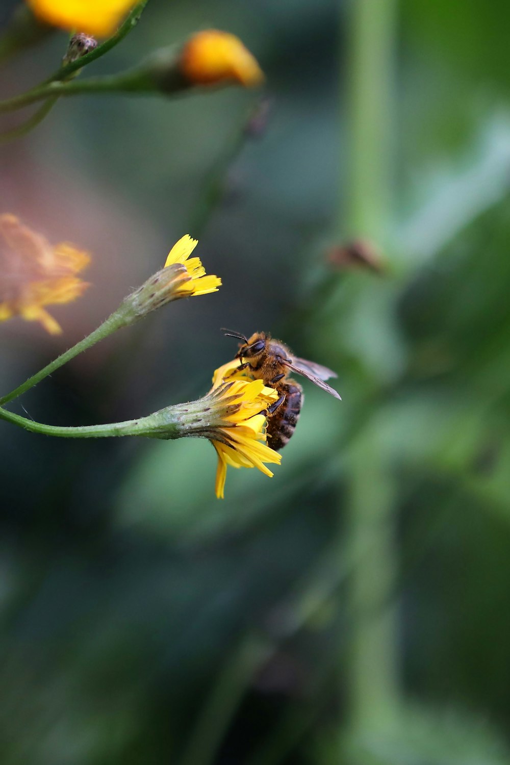 a bee sitting on a yellow flower in a field