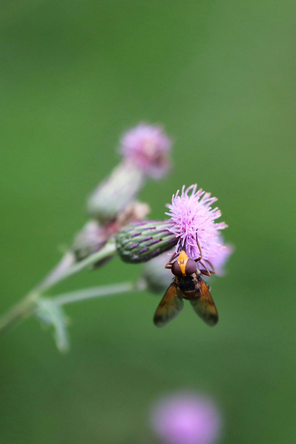 a close up of a flower with a bee on it