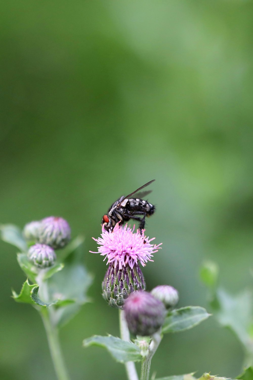 a fly sitting on top of a purple flower