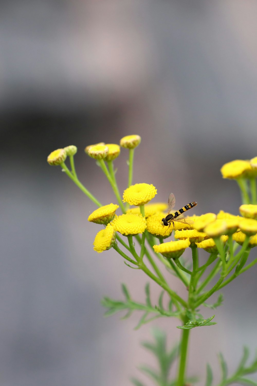 a close up of a yellow flower with a bee on it