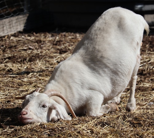 A white goat with curved horns is kneeling on a bed of straw with its head resting on the ground. The goat appears relaxed, with eyes that seem partially closed, bathed in sunlight.