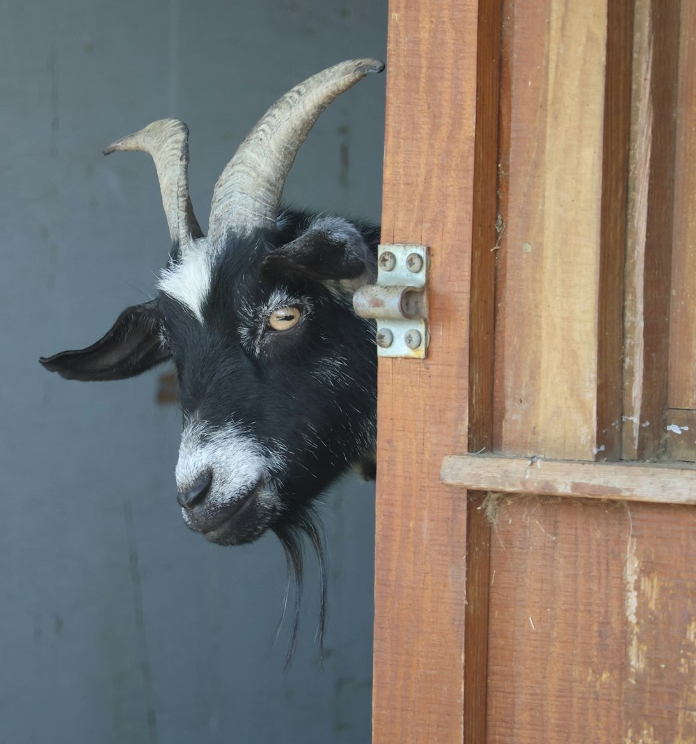 a goat sticking its head out of a door