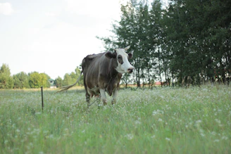 A smiling farmer holding a cow's leash standing in a lush green field under a clear blue sky.