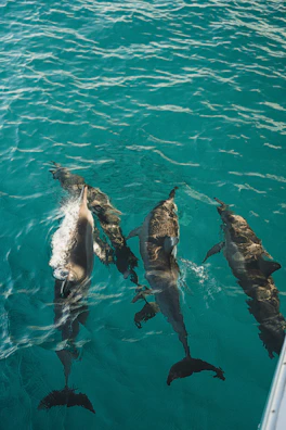 A group snorkeling near the Dolphin House, surrounded by playful dolphins and sparkling sea.