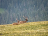 Two elk with large antlers rest on a grassy meadow with wildflowers, set against a backdrop of dense evergreen forest.