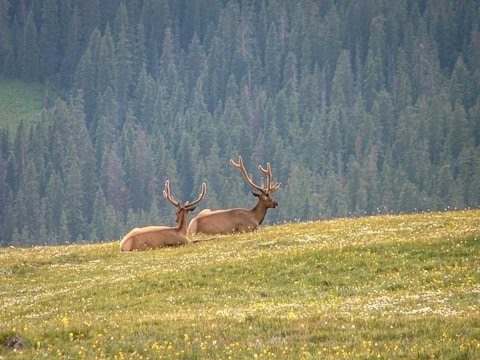Two elk with large antlers rest on a grassy meadow with wildflowers, set against a backdrop of dense evergreen forest.