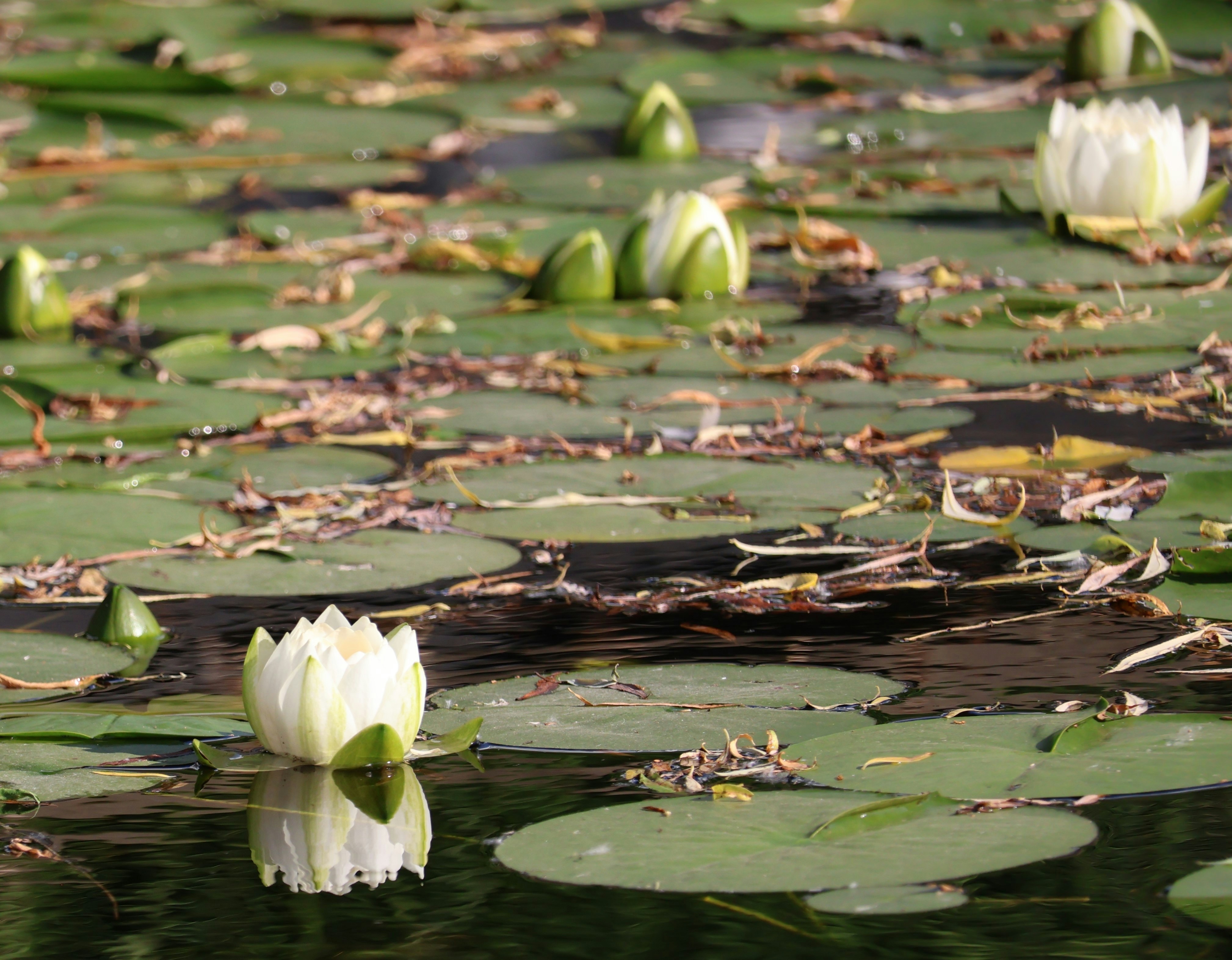 Photo by rozleblanc38