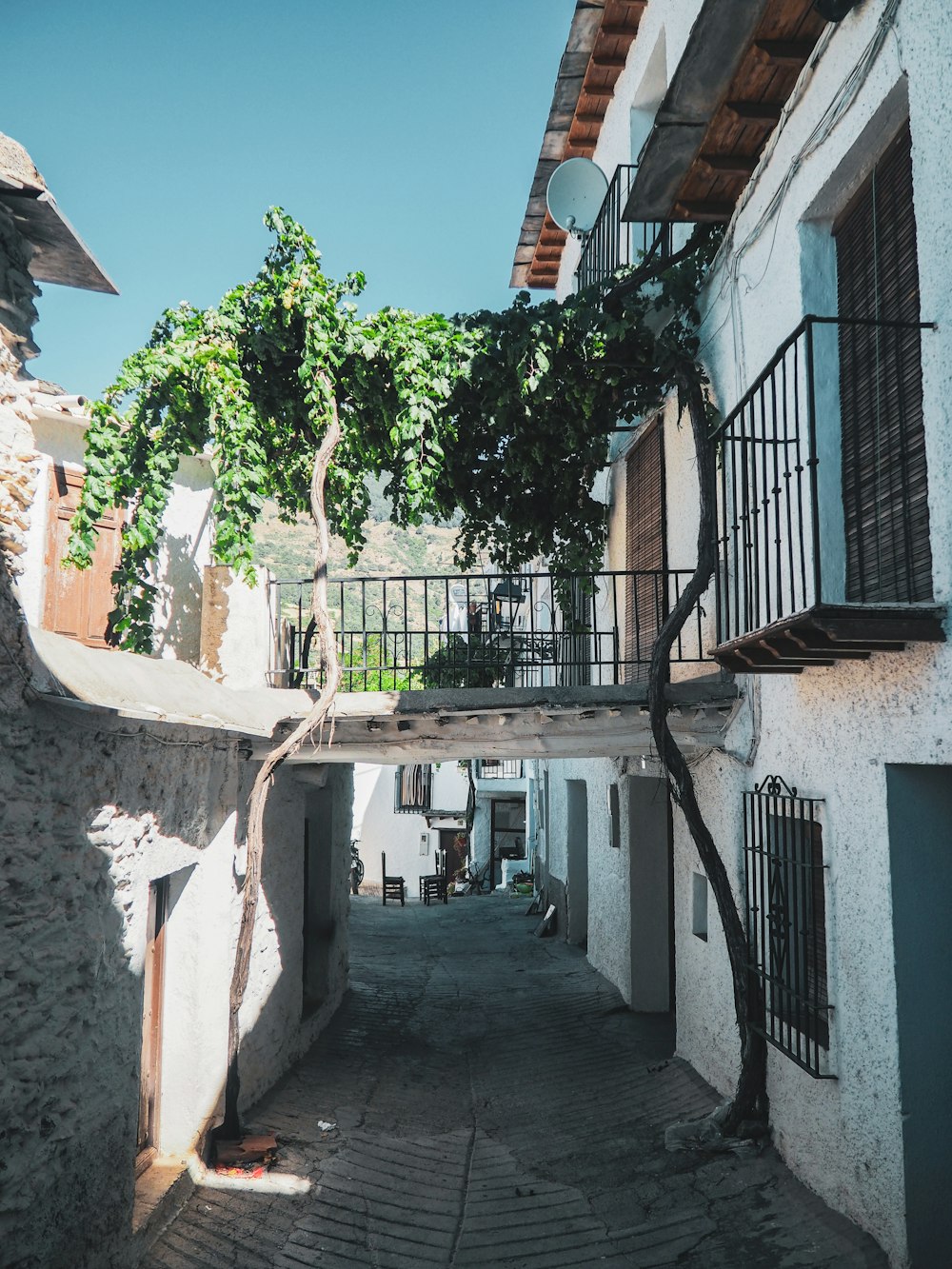 a narrow alley with a tree growing on the side of it