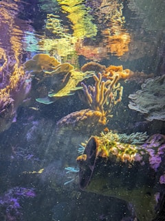 A vibrant underwater scene with diverse coral formations in shades of purple, green, and yellow. Sunlight filters through the water, illuminating the textures and colors of the corals. Some corals have a branching structure, while others appear more leafy.