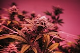 Cannabis plants with lush green leaves and dense buds, highlighted under a pinkish-red ambient light.