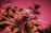 Cannabis plants with lush green leaves and dense buds, highlighted under a pinkish-red ambient light.