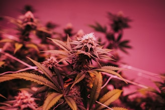 Cannabis plants with lush green leaves and dense buds, highlighted under a pinkish-red ambient light.