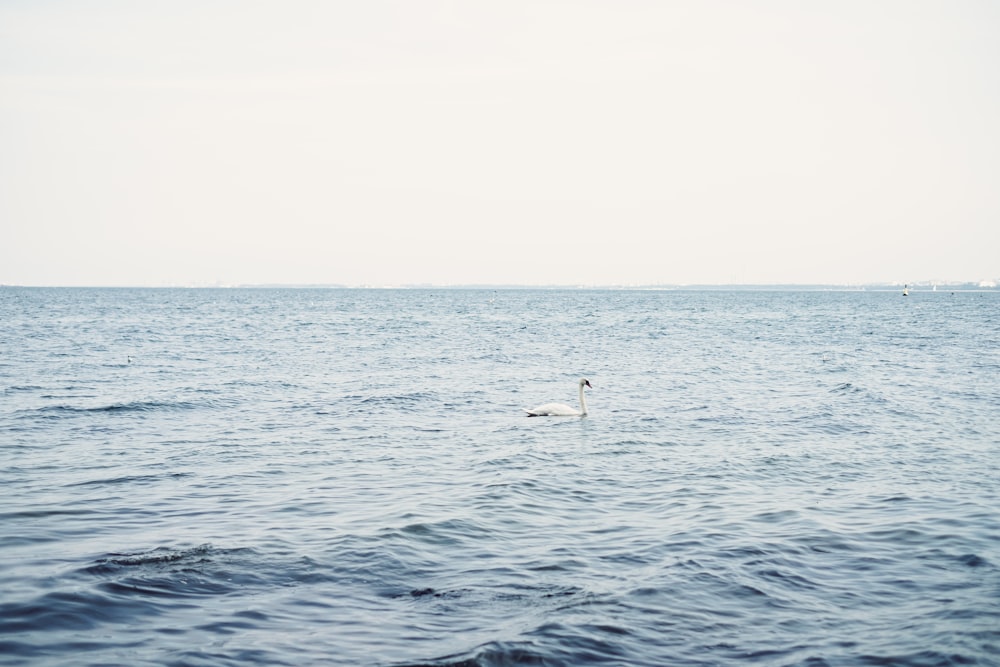 um pássaro branco flutuando em cima de um corpo de água