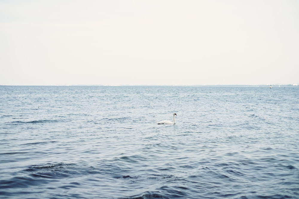 a white bird floating on top of a body of water