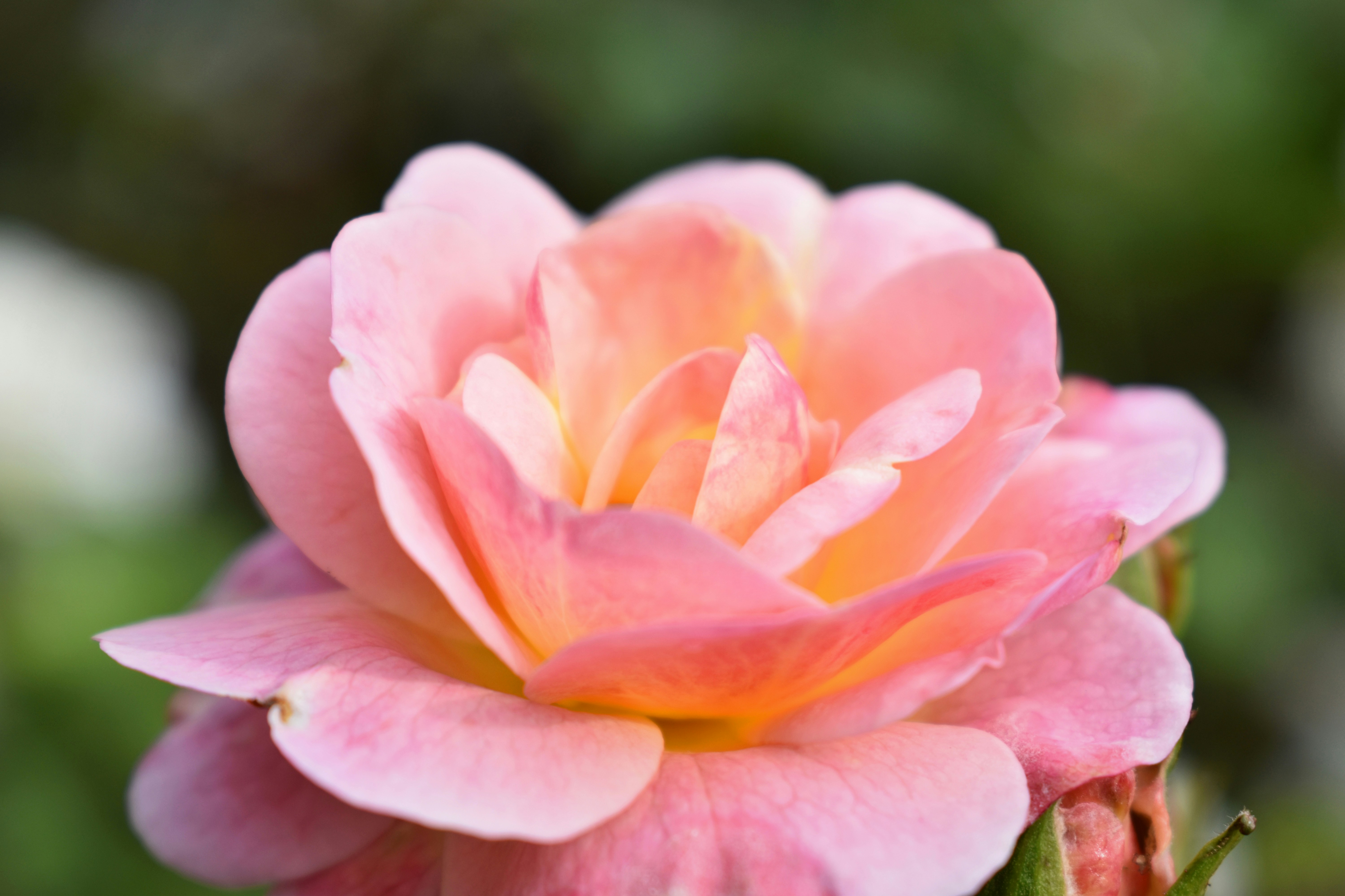 Photo by polina_grishma