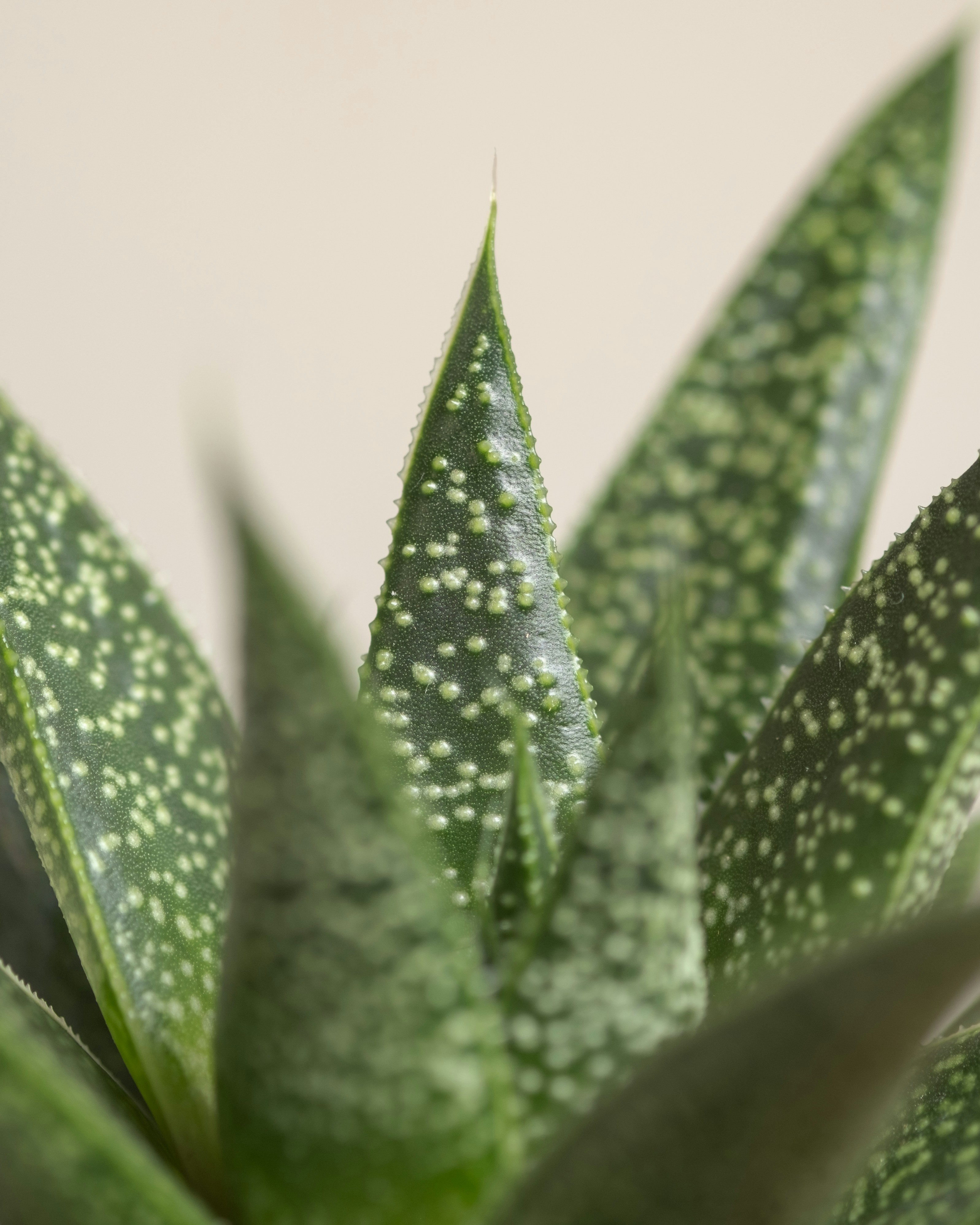 Photo by feeypflanzen