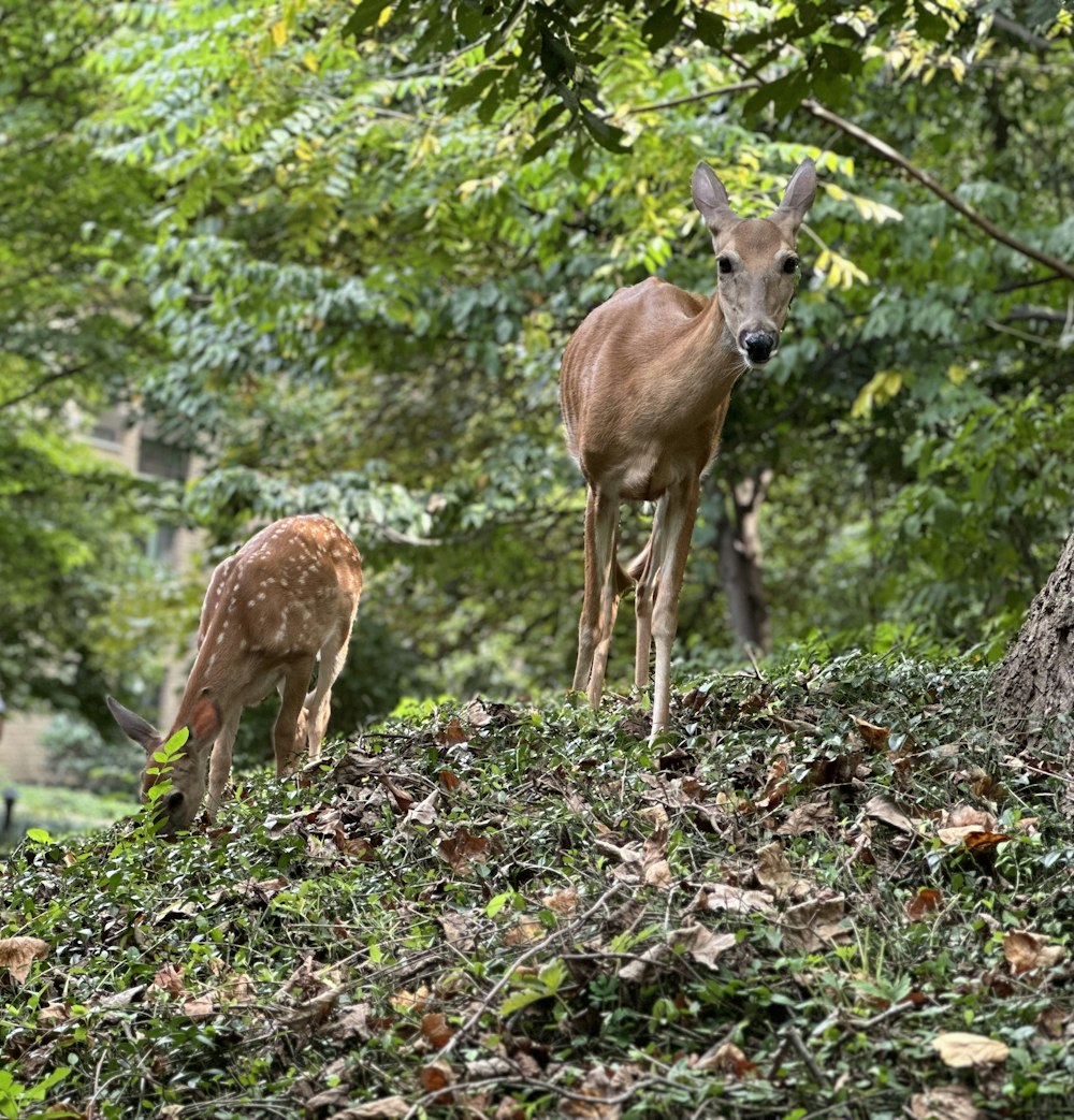 울창한 녹색 숲 위에 서 있는 두 마리의 사슴