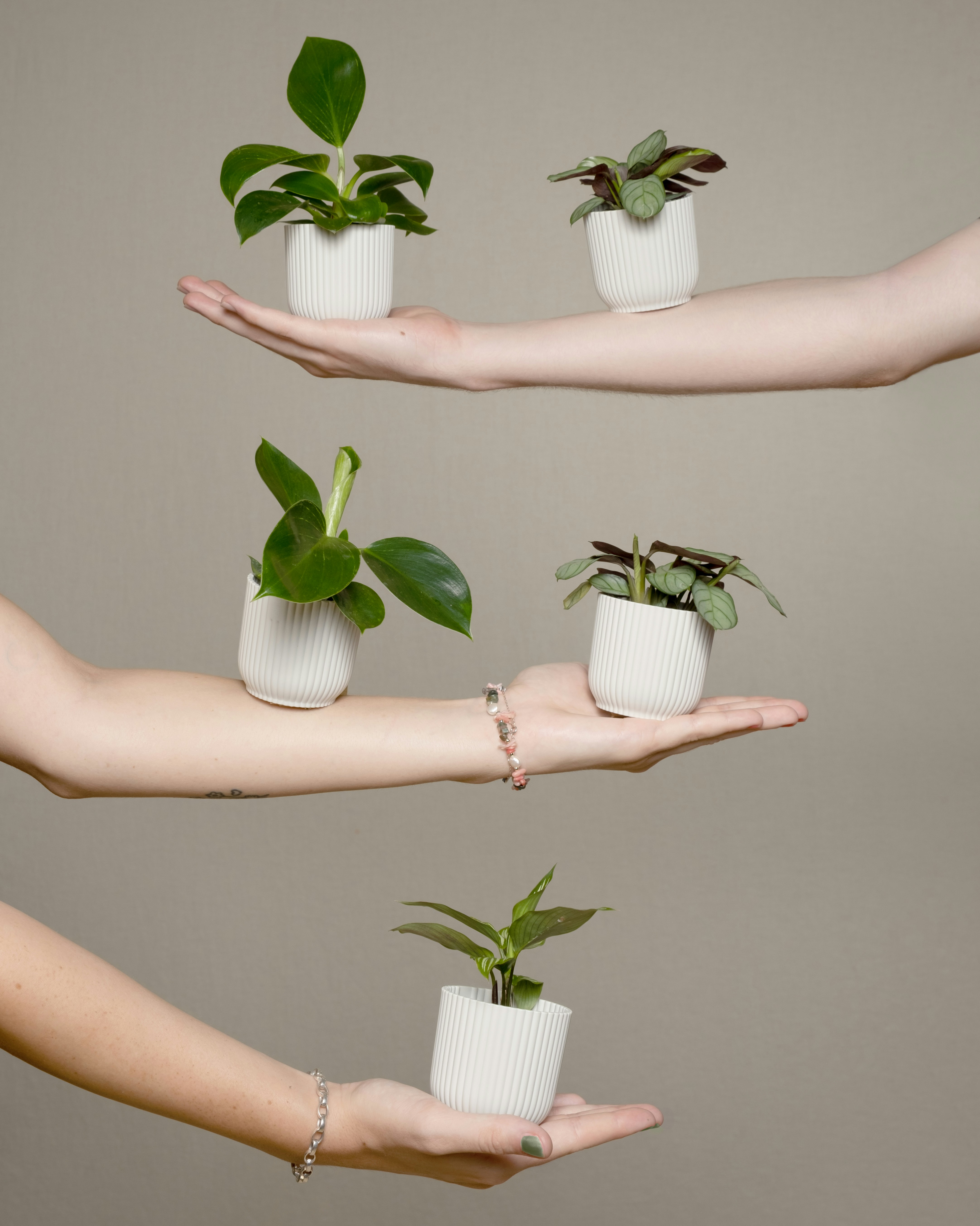 Photo by feeypflanzen