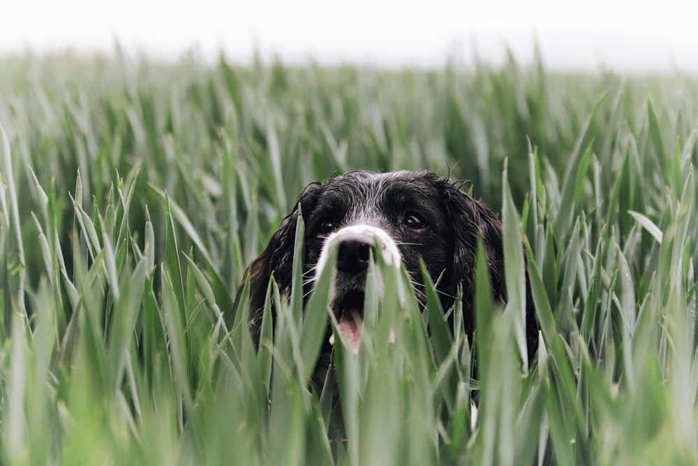 a black and white dog in a field of tall grass