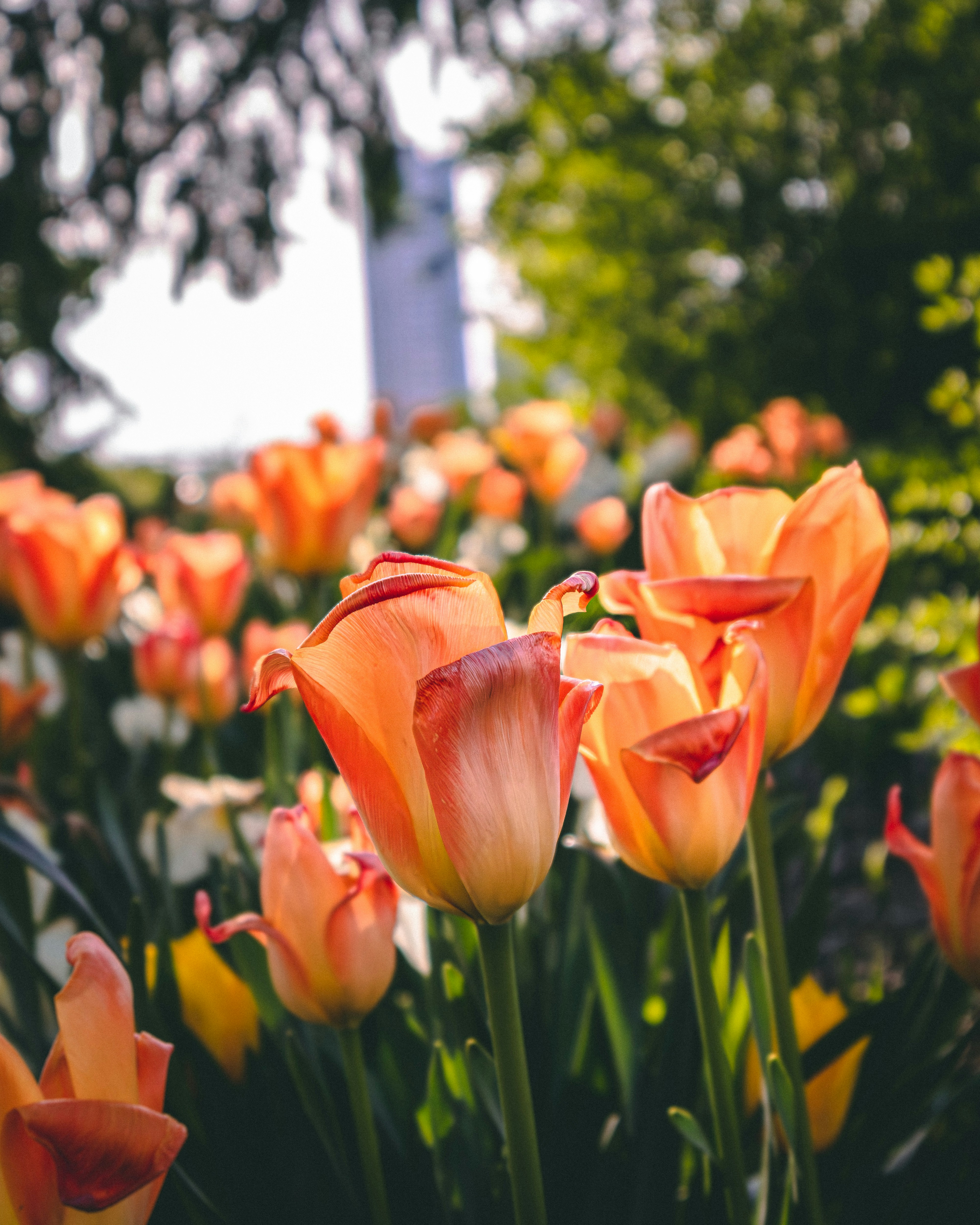 a field of orange and white flowers with trees in the background
