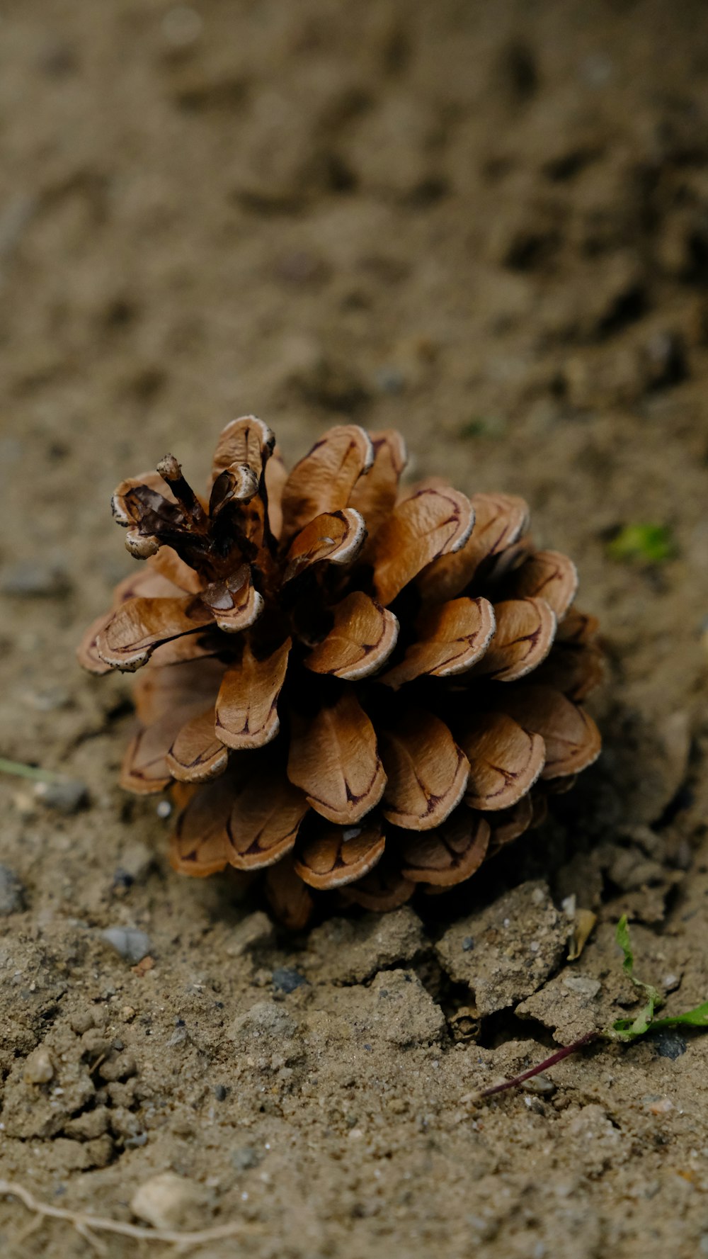 a small pine cone sitting on the ground