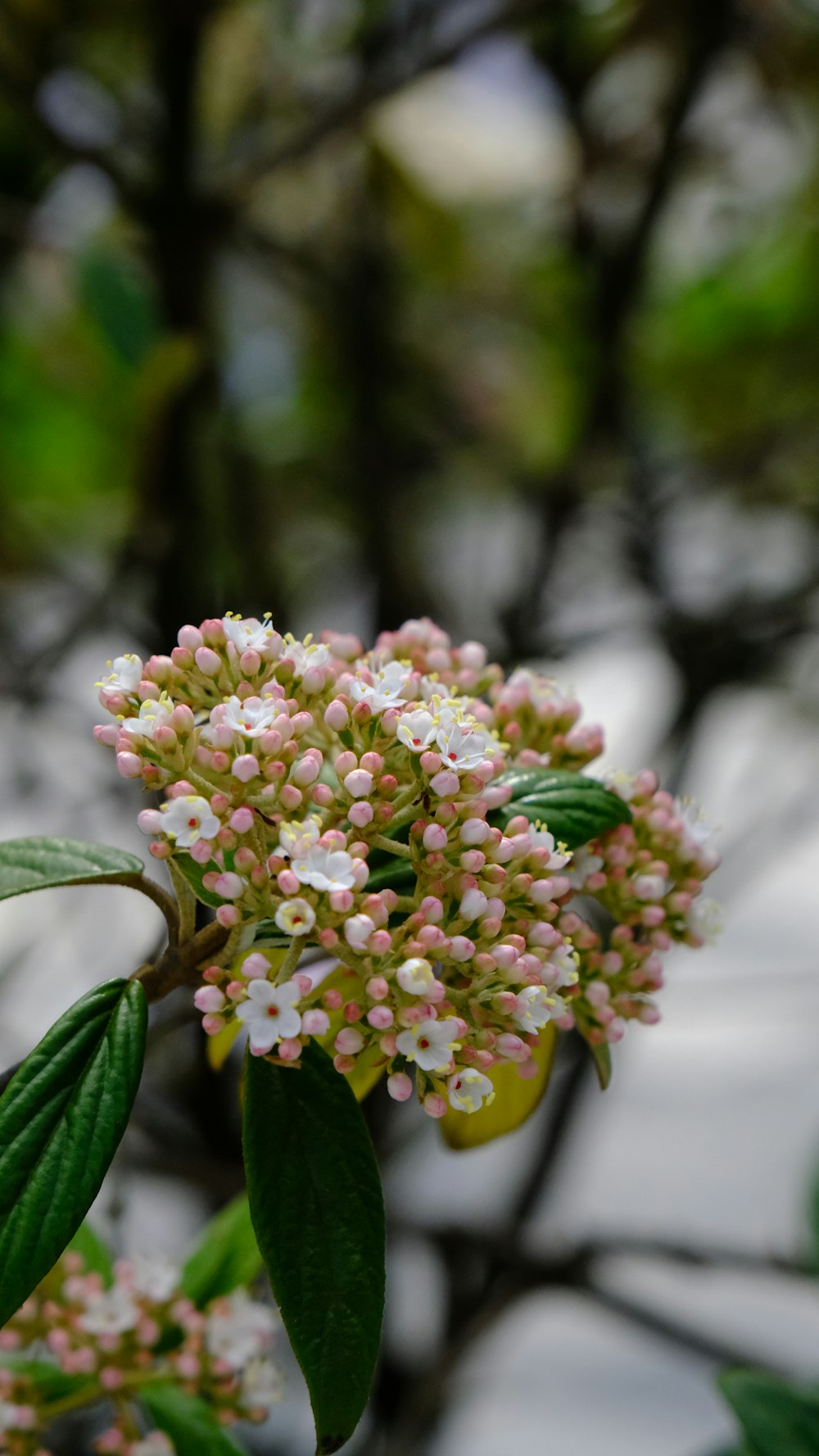 um close up de uma flor em um galho de árvore