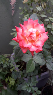 A close-up of the Red Rose Animal Rescue logo painted on a welcoming shelter wall.