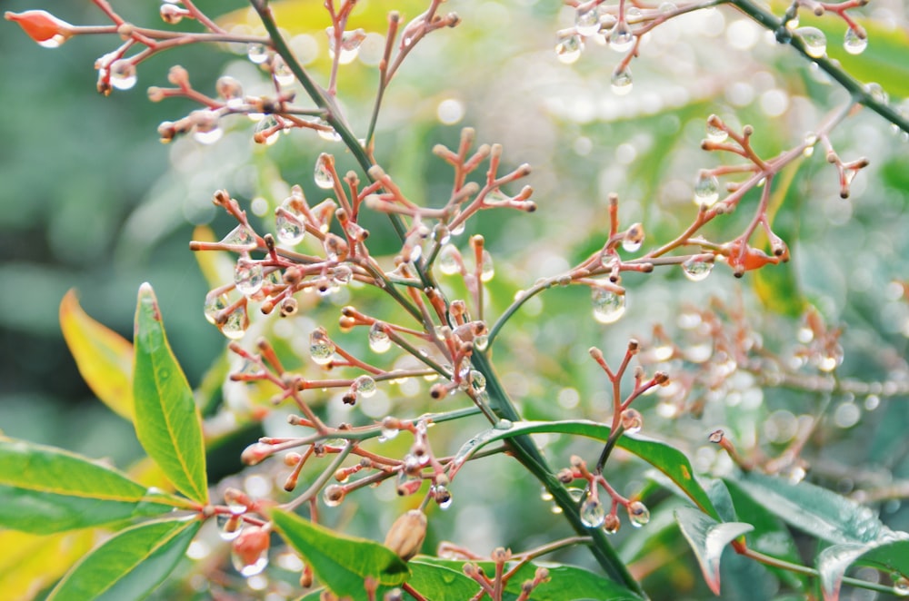 a close up of a plant with drops of water on it