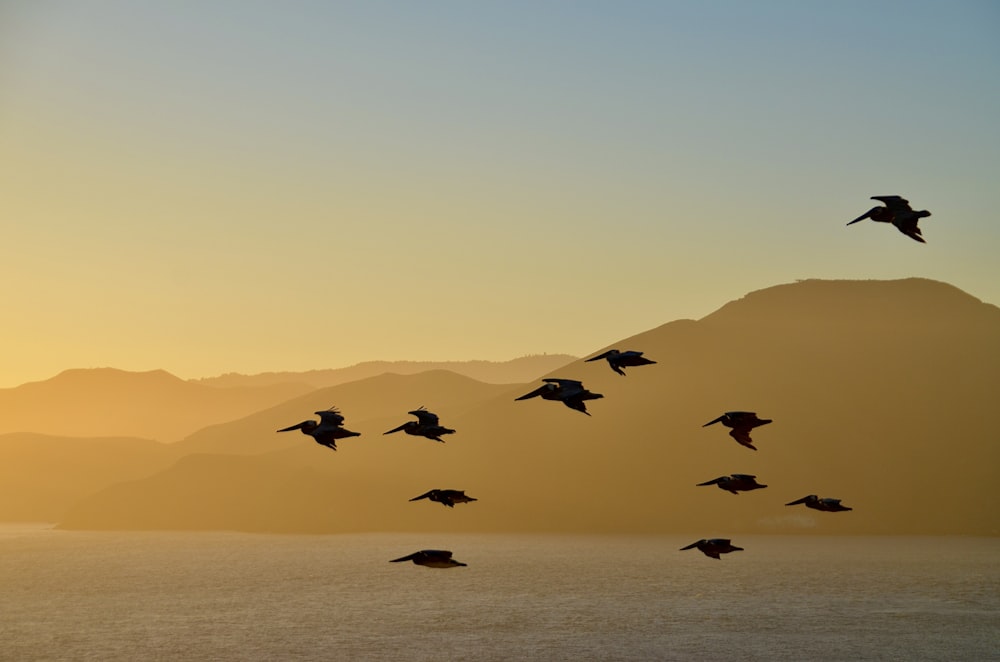 ein Vogelschwarm, der über ein Gewässer fliegt