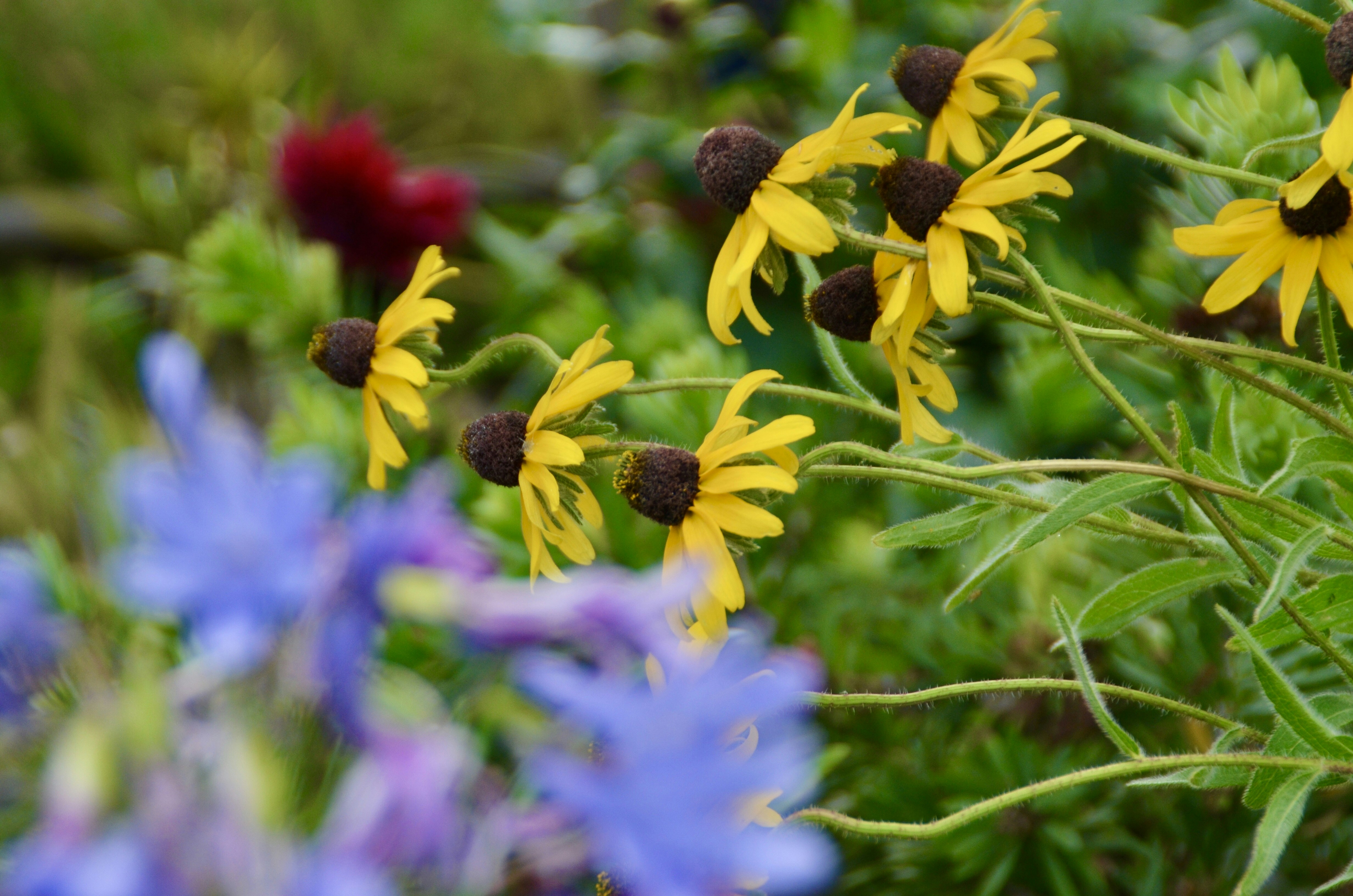 Photo by jossbroward