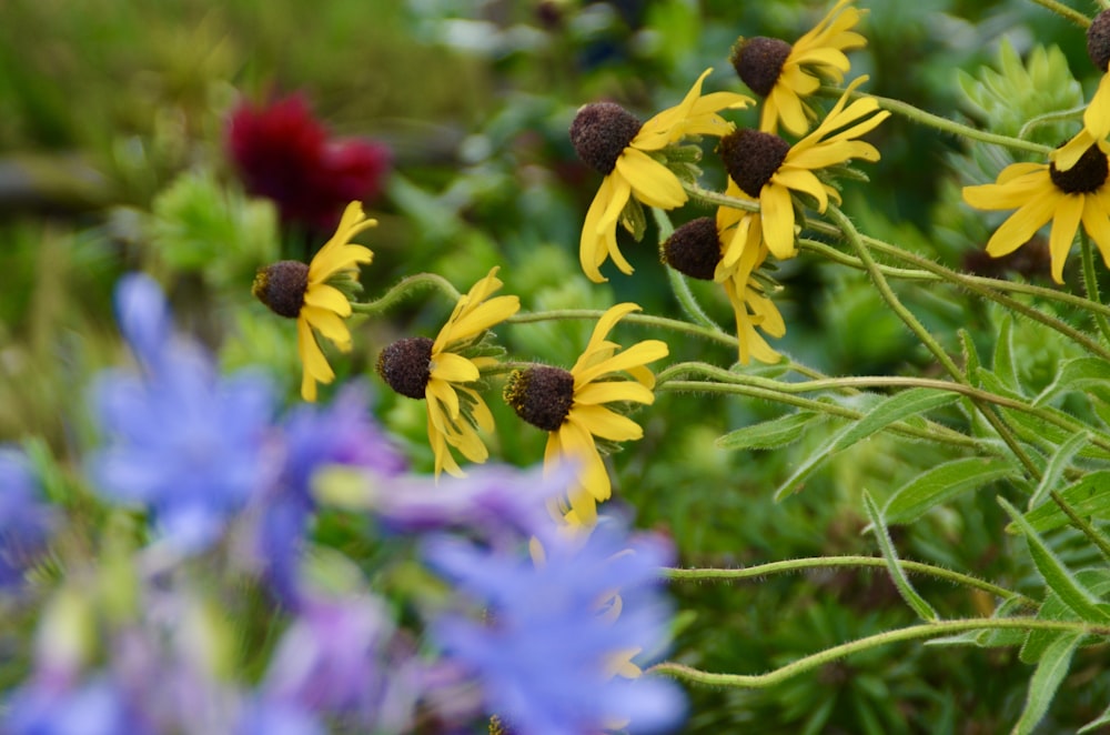 a bunch of flowers that are in the grass