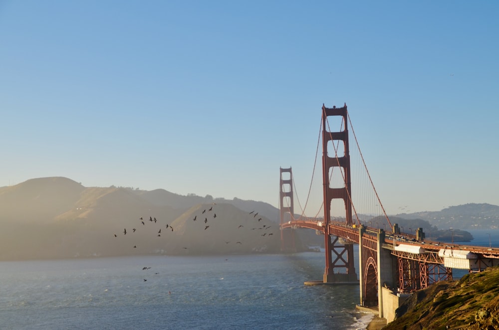 a group of birds flying over the golden gate bridge