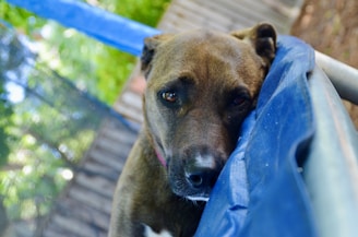A calm dog wearing a comfortable muzzle during a positive training session.