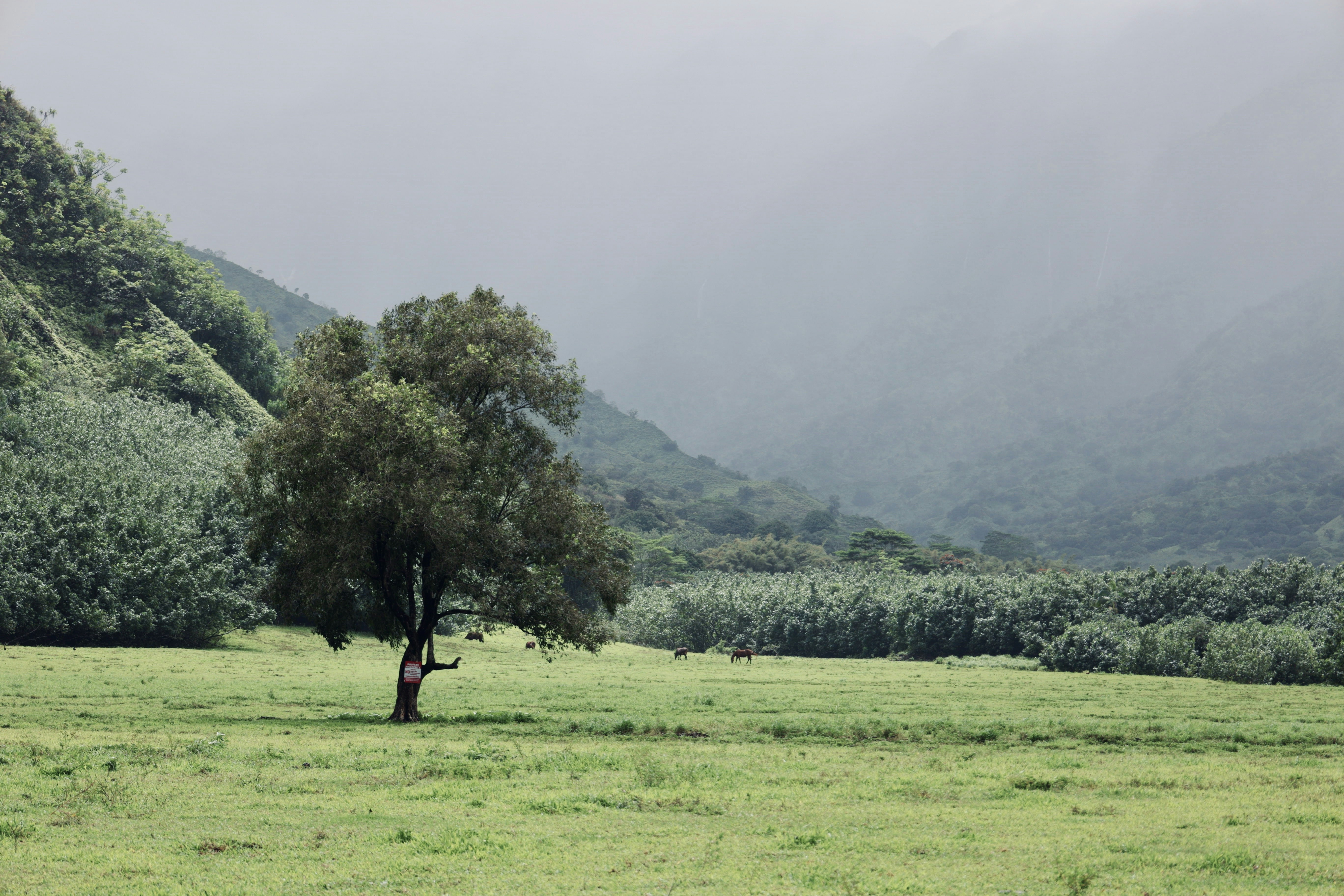 Photo by jossbroward