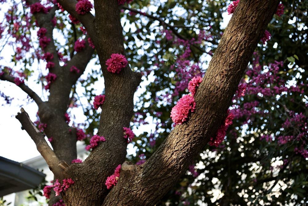 a tree with pink flowers growing on it