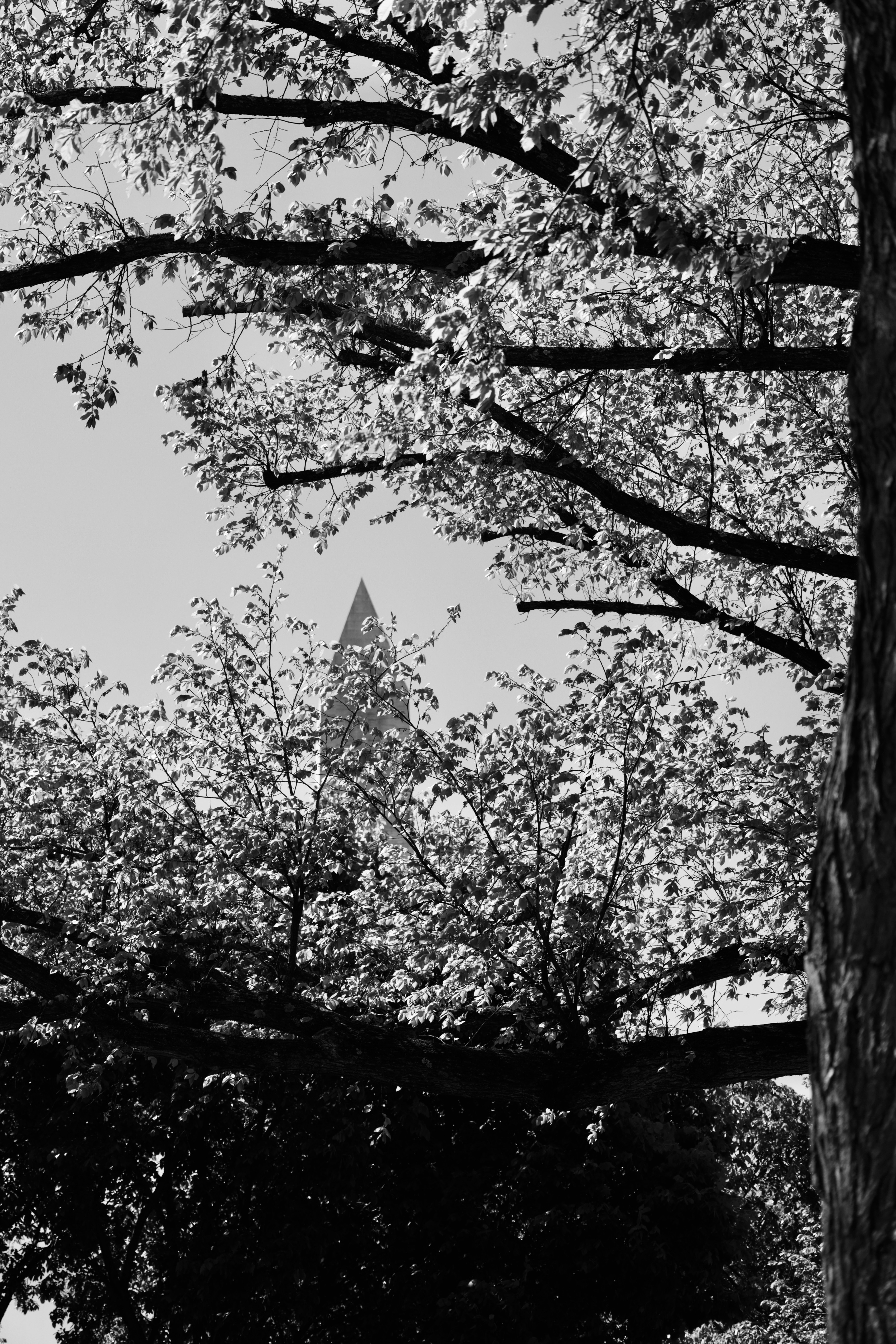 a black and white photo of trees and a building