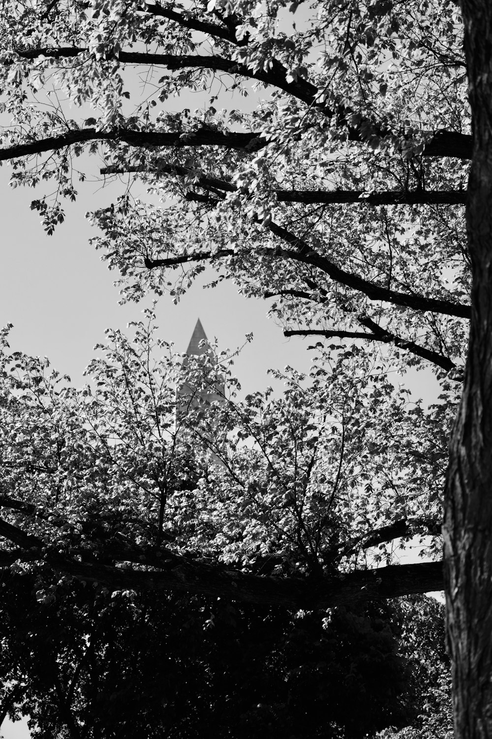 a black and white photo of trees and a building