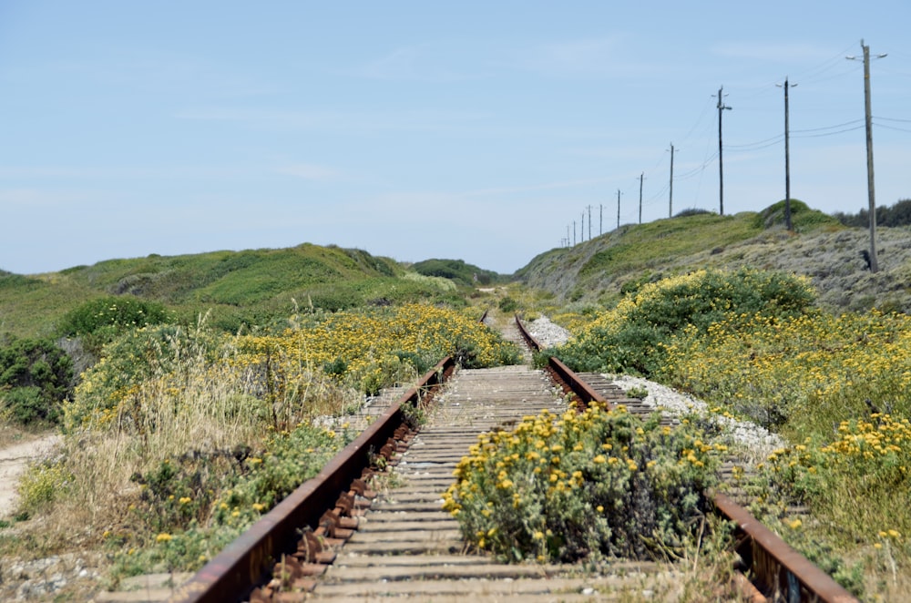 a train track running through a field of wildflowers