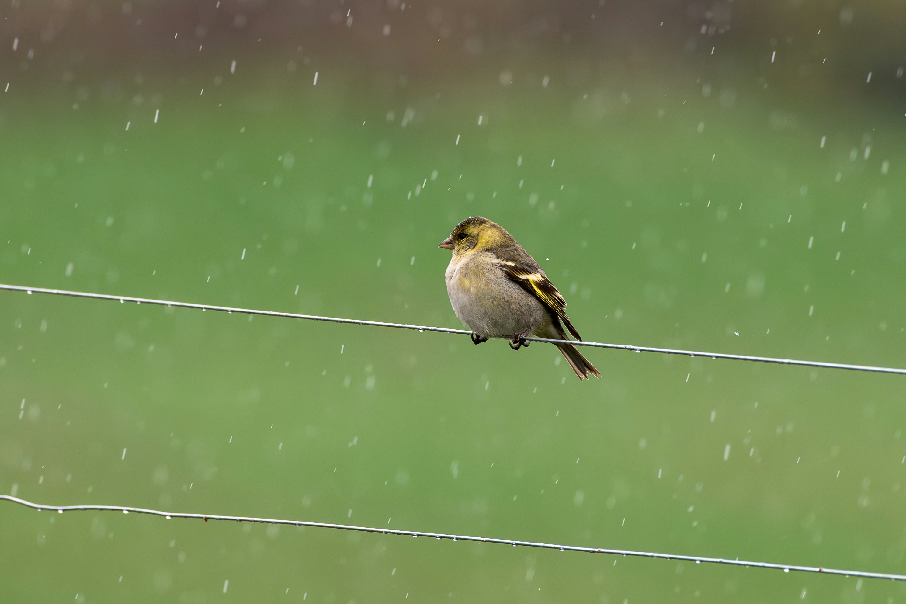 a bird sitting on a wire in the rain