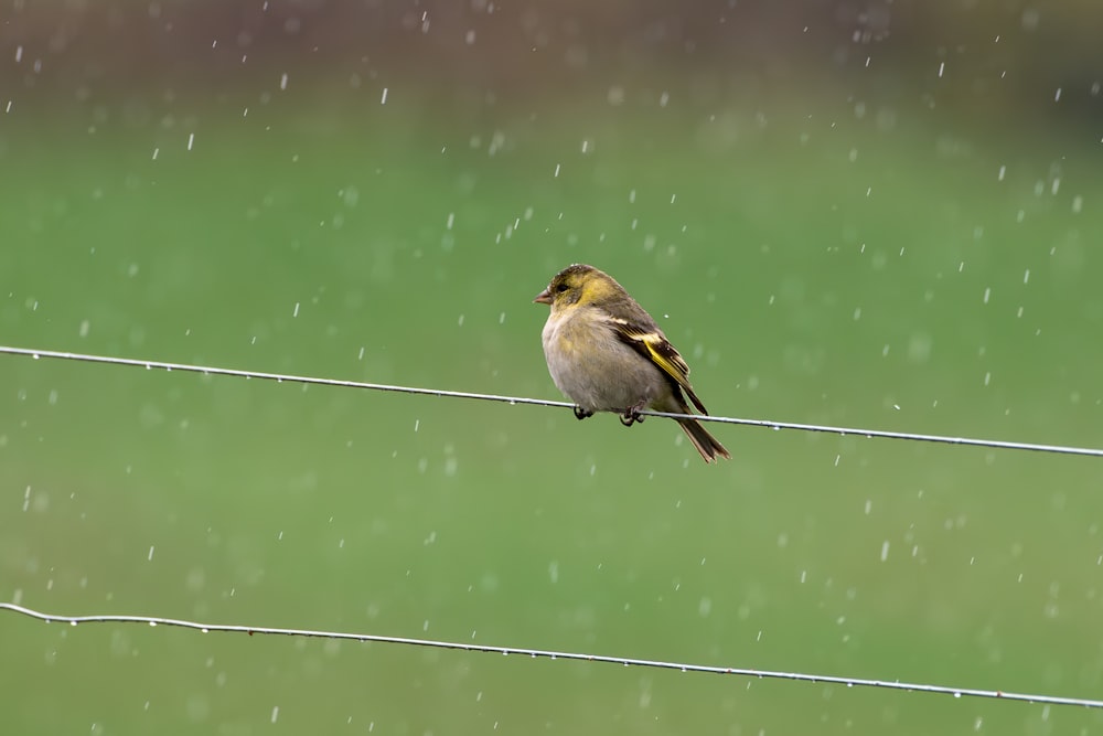 a bird sitting on a wire in the rain