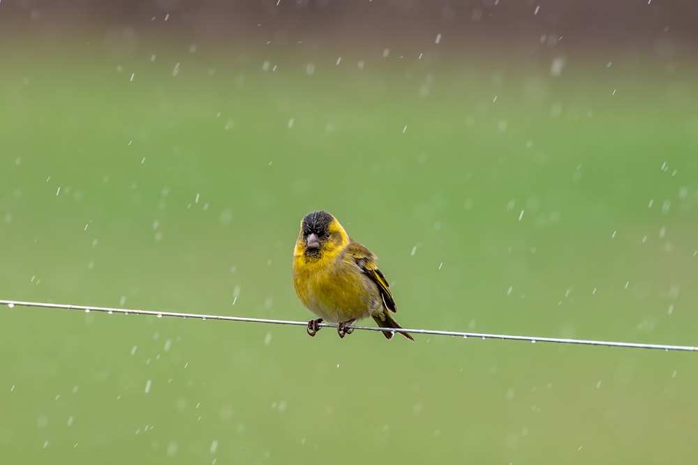 a yellow bird sitting on a wire in the rain