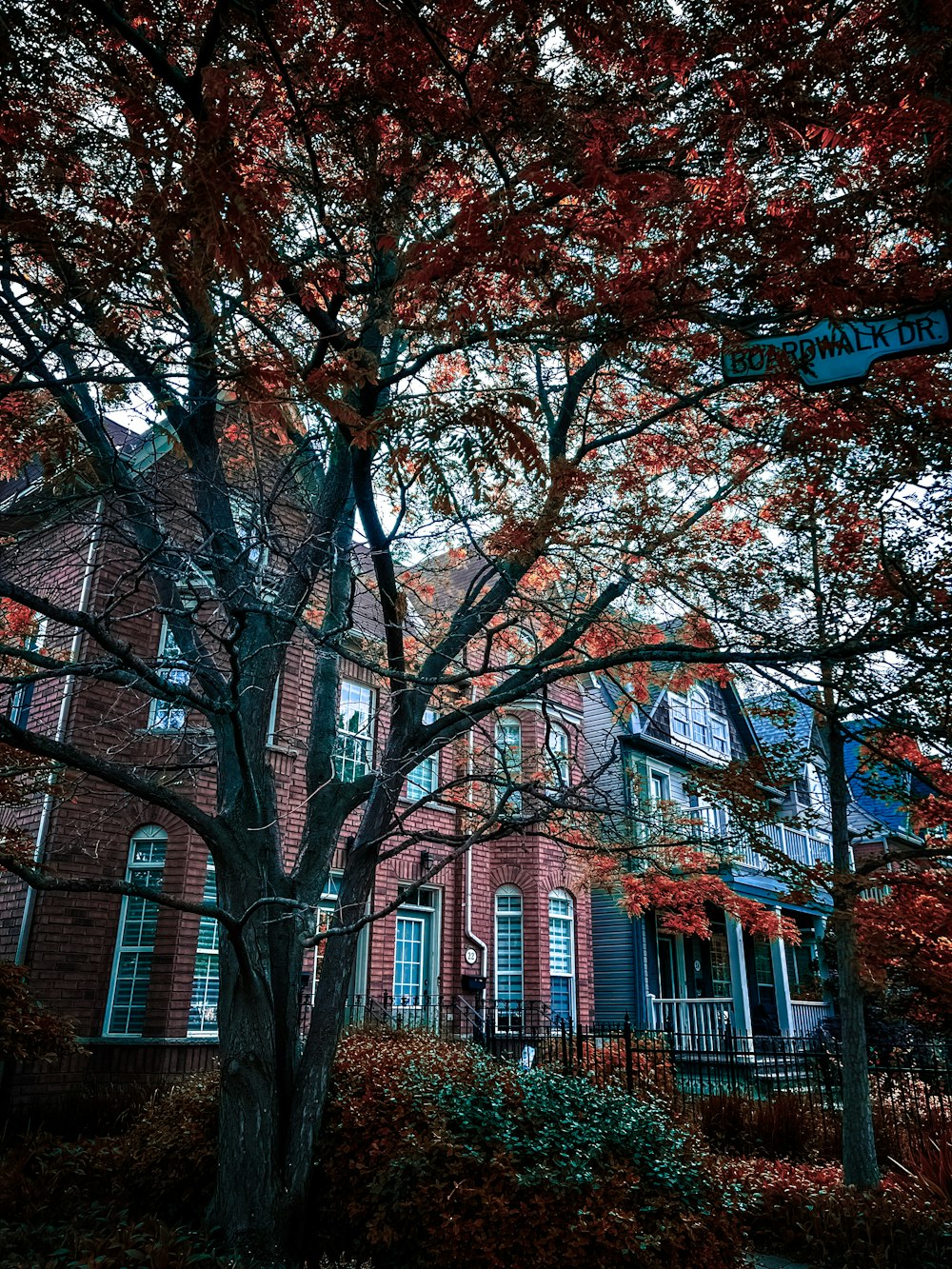 a tree with red leaves in front of a brick building