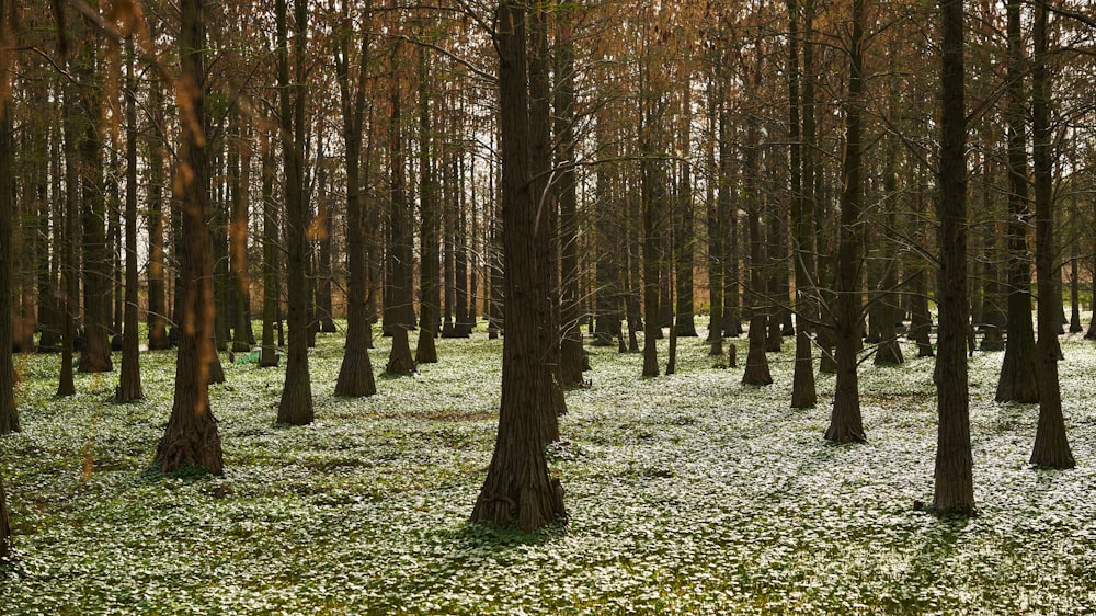 uma floresta cheia de muitas árvores cobertas de neve