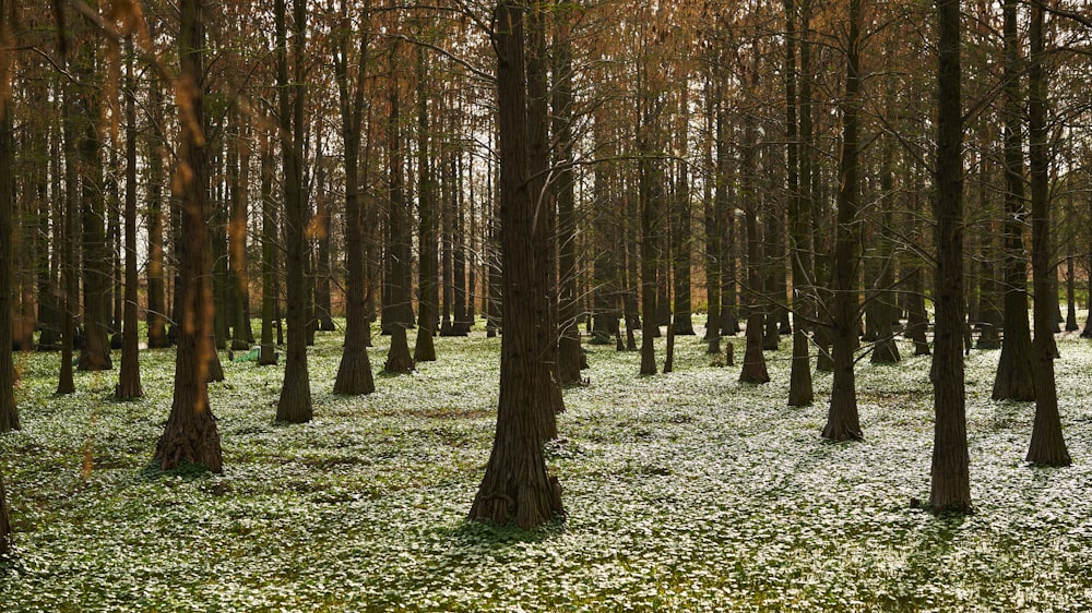 Un bosque lleno de muchos árboles cubiertos de nieve
