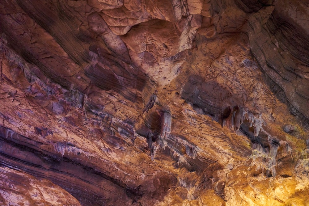 a group of animals that are standing in a cave