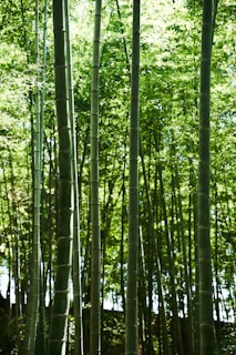 Tall bamboo stalks stretch upward, surrounded by lush green leaves. Sunlight filters through the canopy, creating a serene and natural atmosphere.