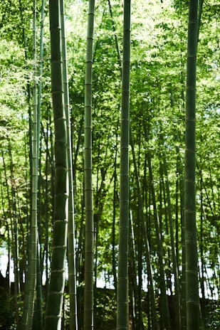 Tall bamboo stalks stretch upward, surrounded by lush green leaves. Sunlight filters through the canopy, creating a serene and natural atmosphere.